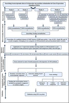 Unified Transcriptomic Signature of Arbuscular Mycorrhiza Colonization in Roots of Medicago truncatula by Integration of Machine Learning, Promoter Analysis, and Direct Merging Meta-Analysis